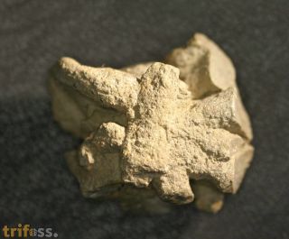 Brooksella alternata WALCOTT, 1896