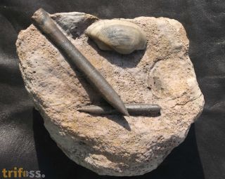 Belemnopsis baculiformis & Pleuromya sp.