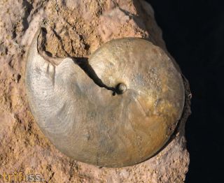 Oxycerites limosus