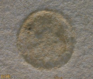 Medusites bicinctus (HAECKEL 1869)