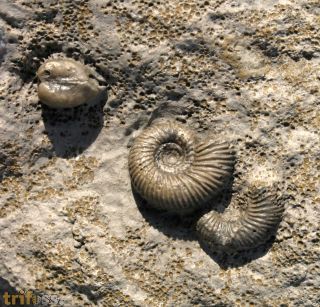 Garantiana  suevica , Anisocardia, Nicaniella & Pleuromya sp