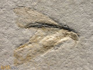 Mirmicium schroeteri GERMAR, 1839