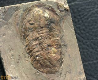 Asaphellus fezouataensis  Vidal, 1998