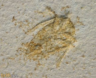 Mesobelostonum deperditum (GERMAR, 1838)