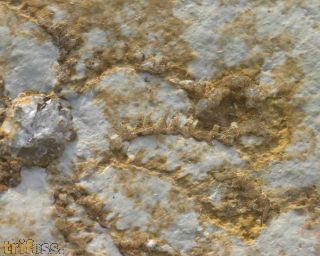 Saccocoma tenella GOLDFUSS