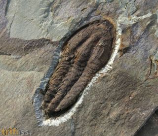 Solenopleuropsis (Solenopleuropsis) rouayrouxi (Munier-Chalmas a