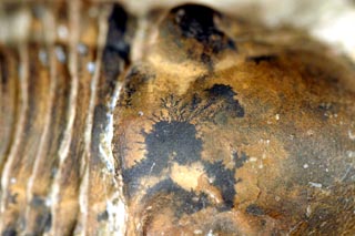 Paralejurus brongniarti (BARRANDE 1846)