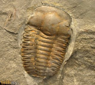 Ellipsocephalus hoffi (Schlotheim, 1823)