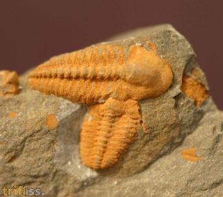 Agraulos ceticephalus (Barrande, 1846)