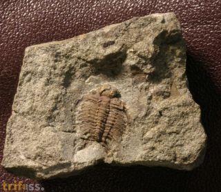 Sphaerocoryphe thompsoni (REED)