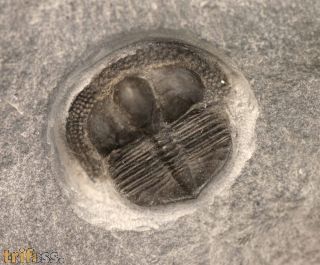 Salterolithus caractaci (MURCHISON 1839)