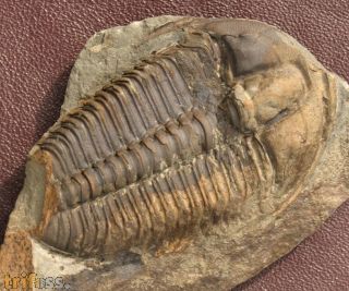 Ptychoparia milena (Kordule, 2006)