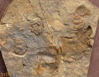 Ctenocephalus coronatus (Barrande, 1846) & Ctenocystites perneri