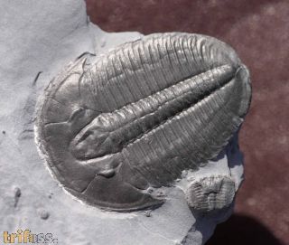 Elrathia kingii (Meek 1870)