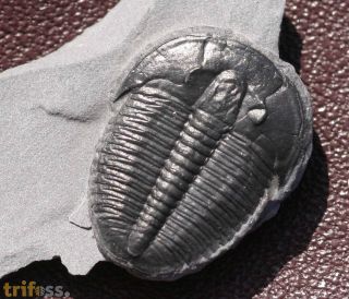 Elrathia kingii (Meek 1870)