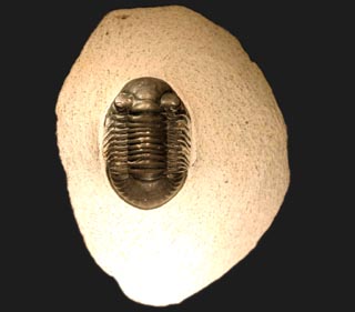 Paralejurus rehamanus ALBERTI 1970