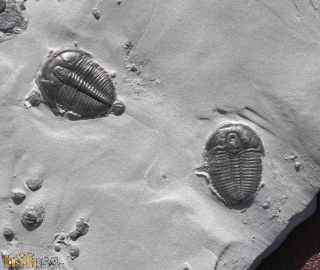 Elrathia kingii (Meek 1870)