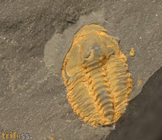 Agraulos ceticephalus (Barrande, 1846)