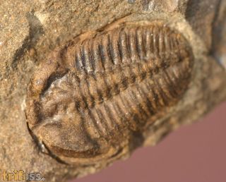 Ctenocephalus coronatus  (Barrande, 1846) &  Ptychoparia dubinka