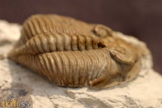 Hutonia lingulifer Campbell 1977