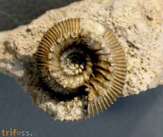 Cadomites (Polyplectites) dorni