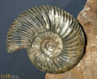 Parkinsonia sp.
