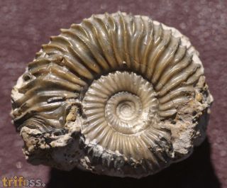 Garantiana (Pseudogarantiana) dichotoma (BENTZ, 1928)