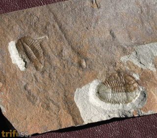 Ogyginus corndensis (MURCHISON,1839)