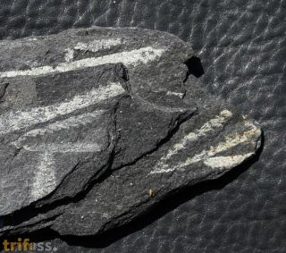 Didymograptus murchisoni (Beck in. Murchison, 1839)