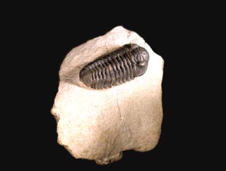 Acastoides cf. hollardi G. ALBERTI 1966