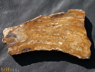 Petrified Wood - Fraxinoxylon sp.