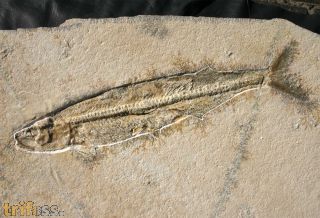Allothrissops salmoneus (BLAINVILLE, 1818)