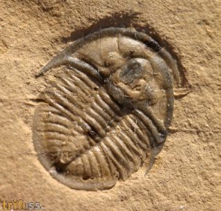 Cedaria minor (WALCOTT, 1916)