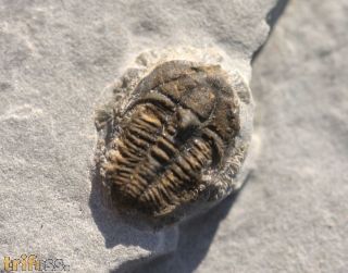 Brachyaspidion microps ROBINSON, 1971