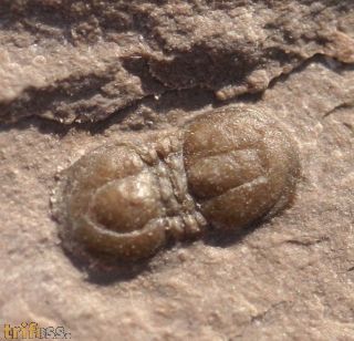 Peronopsis segmenta (ROBISON, 1964)