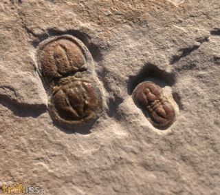 Peronopsis interstricta (WHITE, 1874)