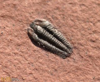 Nephalicephalus beebei  (Peters unpub.)