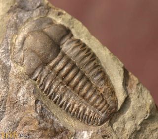 Ellipsocephalus hoffi (Schlotheim, 1823)
