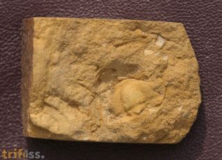 Solenopleurina tyrovicensis (Ruicka, 1938)
