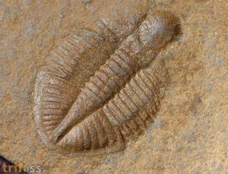Ogyginus corndensis (MURCHISON,1839)