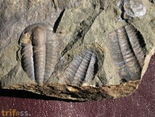 Ellipsocephalus hoffi (Schlotheim, 1823)