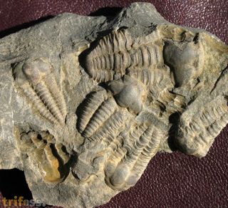 Ellipsocephalus hoffi (Schlotheim, 1823)