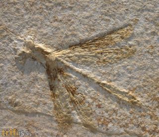 Stenophlebia latreilli (GERMAR, 1839)