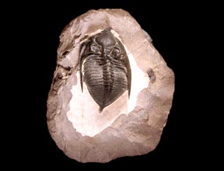 Odontochile paraspiniferum  G. ALBERTI 1983