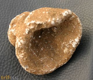 Raphidonema farringdonense