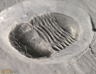 Microparia nudus