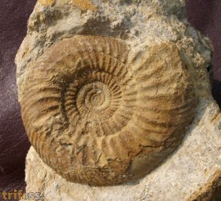 Leptosphinctes leptus Buckman, 1920