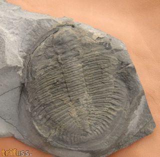 Ogygiocarella debuchii BRONGNIART, 1822