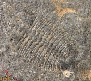 Arthricocephalus laterilobatus Ju, 1983
