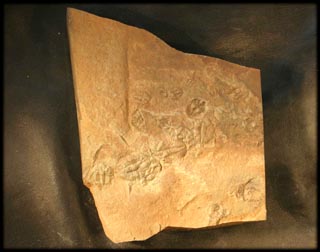 Ogyginus corndensis